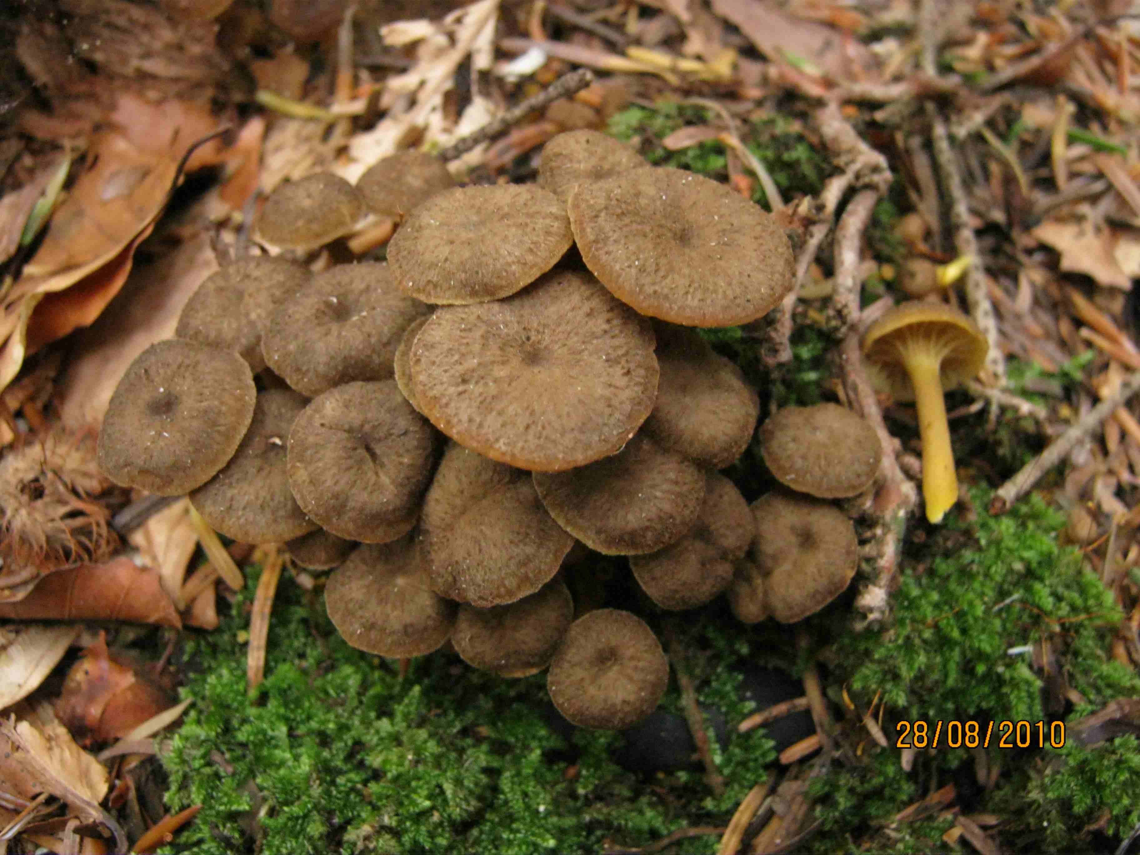 Gerronema chrysophyllum?